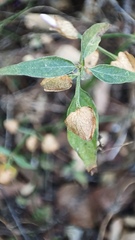 Dicliptera resupinata