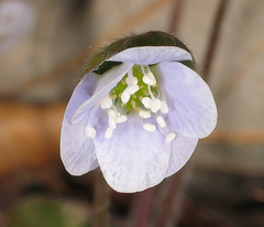 Hepatica