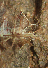 Pephricus