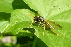 Tenthredo scrophulariae