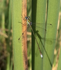 Lestes virens vestalis