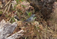 Conirostrum cinereum