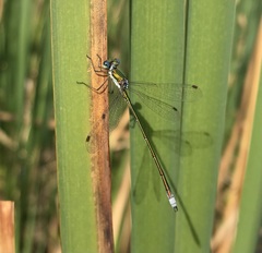 Lestes virens vestalis