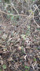 Dicliptera resupinata