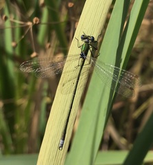 Lestes virens vestalis