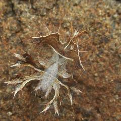Pephricus