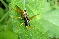 Tenthredo scrophulariae