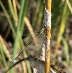 Lestes virens vestalis