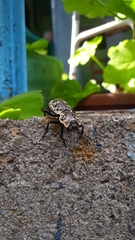 Zopherus nodulosus nodulosus