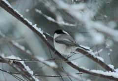 Poecile montanus