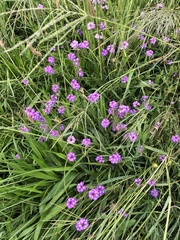 Glandularia aristigera