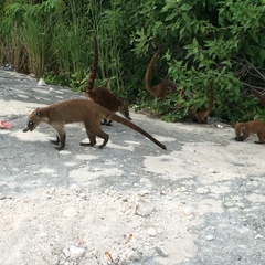 Nasua narica nelsoni