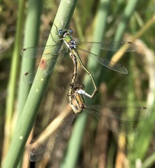 Lestes virens vestalis