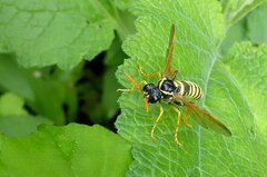 Tenthredo scrophulariae