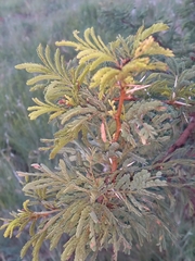 Vachellia karroo
