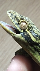 Thecadactylus solimoensis