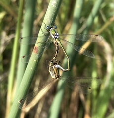 Lestes virens vestalis