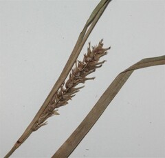 Carex scabrata