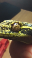 Thecadactylus solimoensis