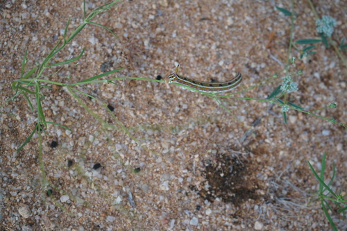 Striped Hawkmoth