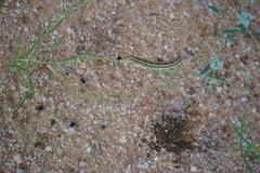 Hyles livornica