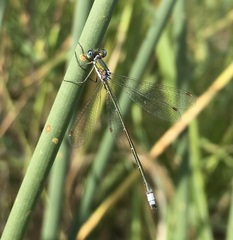 Lestes virens vestalis