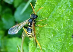 Tenthredo scrophulariae