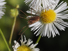 Phalangiinae