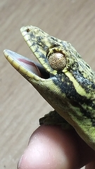 Thecadactylus solimoensis