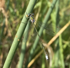 Lestes virens vestalis