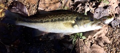 Micropterus henshalli