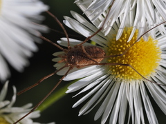 Phalangiinae