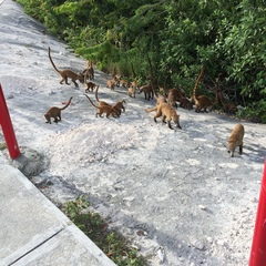 Nasua narica nelsoni