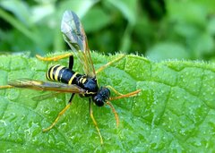 Tenthredo scrophulariae