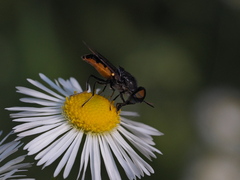 Odontomyia flavissima
