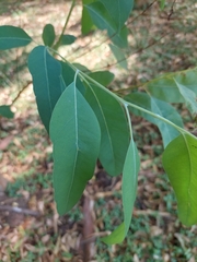 Eucalyptus leucoxylon