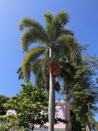 Wodyetia bifurcata A.K.Irvine