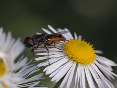 Odontomyia flavissima