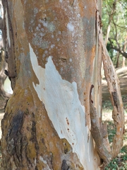 Eucalyptus leucoxylon
