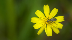 Oedemera