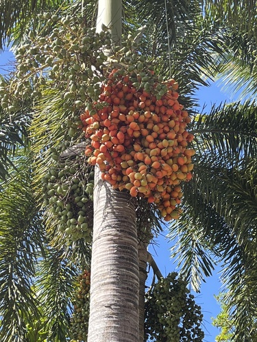 Wodyetia bifurcata