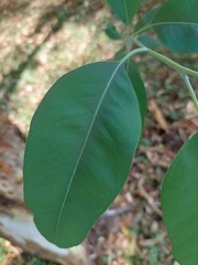 Eucalyptus leucoxylon