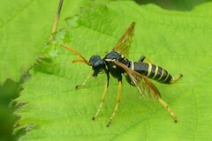 Tenthredo scrophulariae