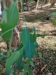 Eucalyptus leucoxylon