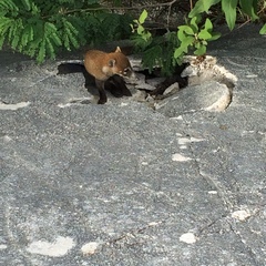 Nasua narica nelsoni