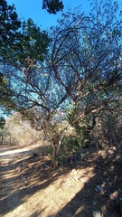 Chloroleucon mangense