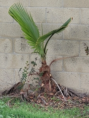Washingtonia