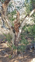 Chloroleucon mangense