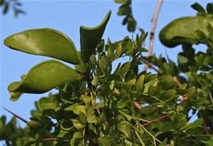 Gleditsia amorphoides