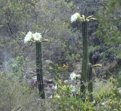 Trichocereus cuzcoensis